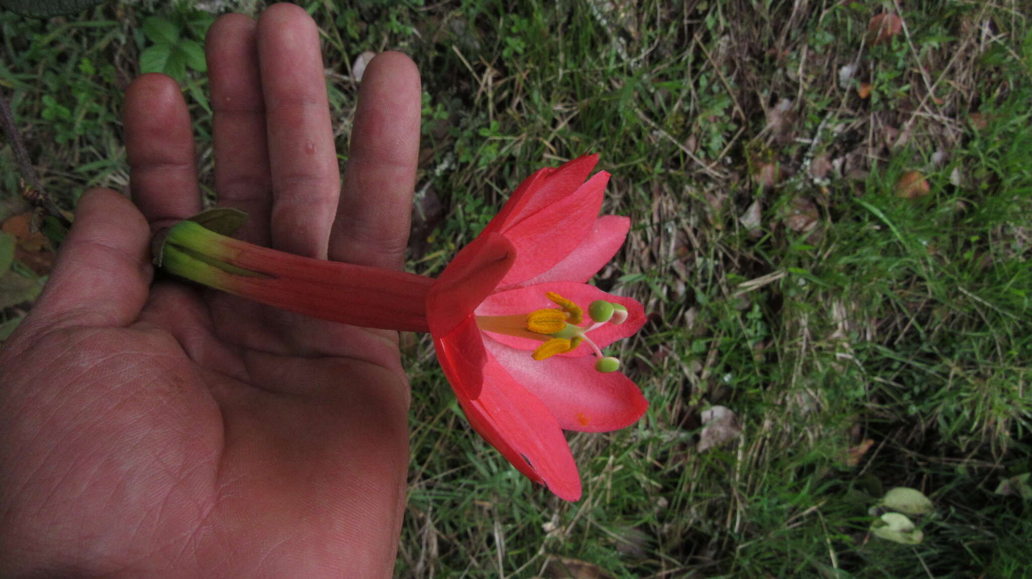 Image of Passiflora crispolanata Uribe