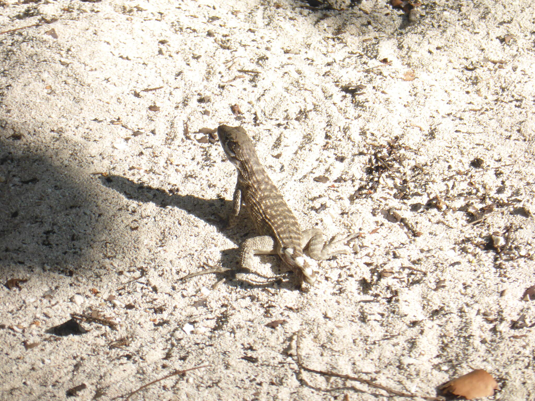 Image of Leiocephalus carinatus granti Rabb 1957