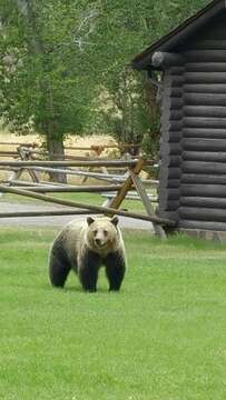 Image of grizzly bear