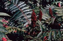 Image of rocky mountain sumac