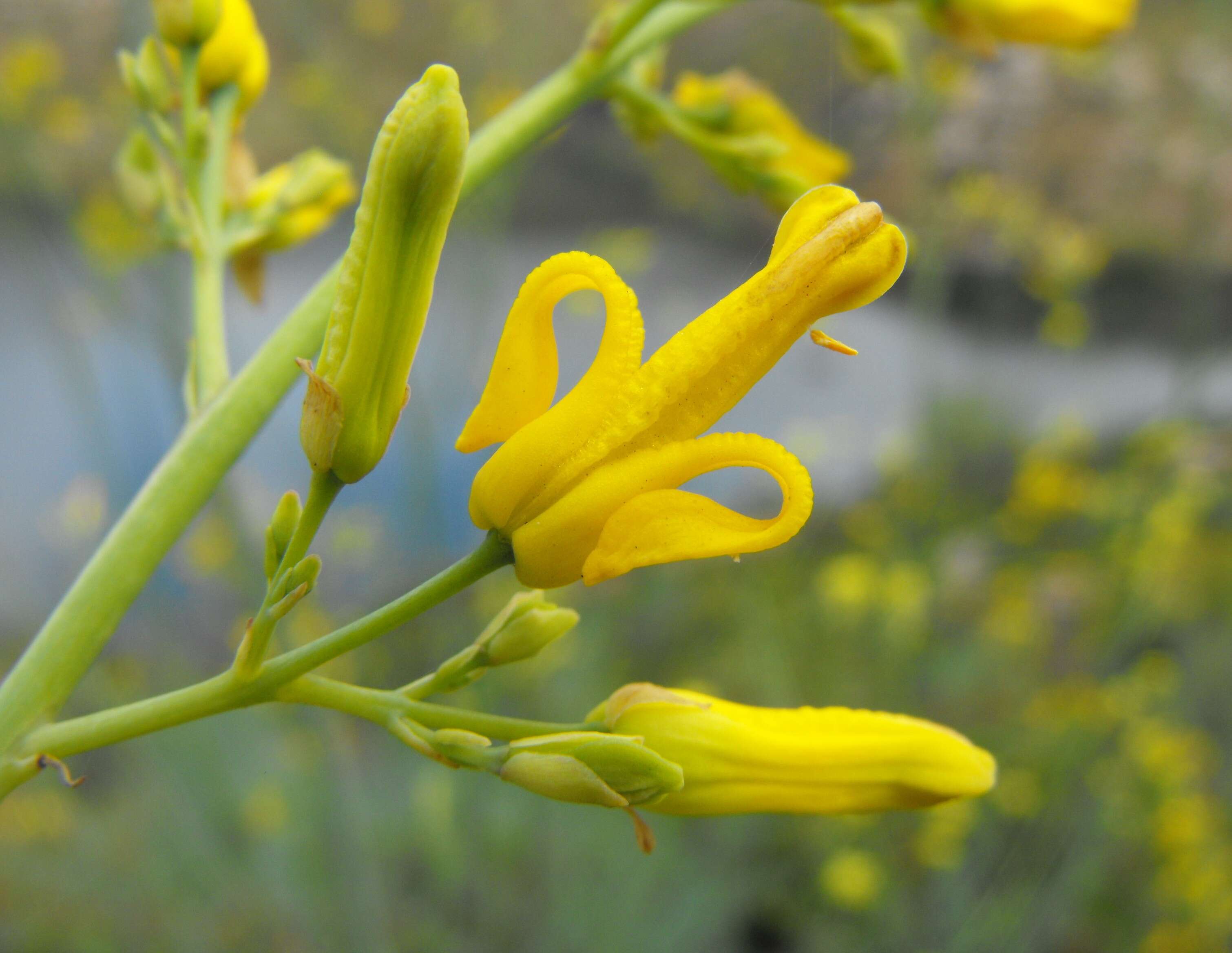 Image of golden eardrops