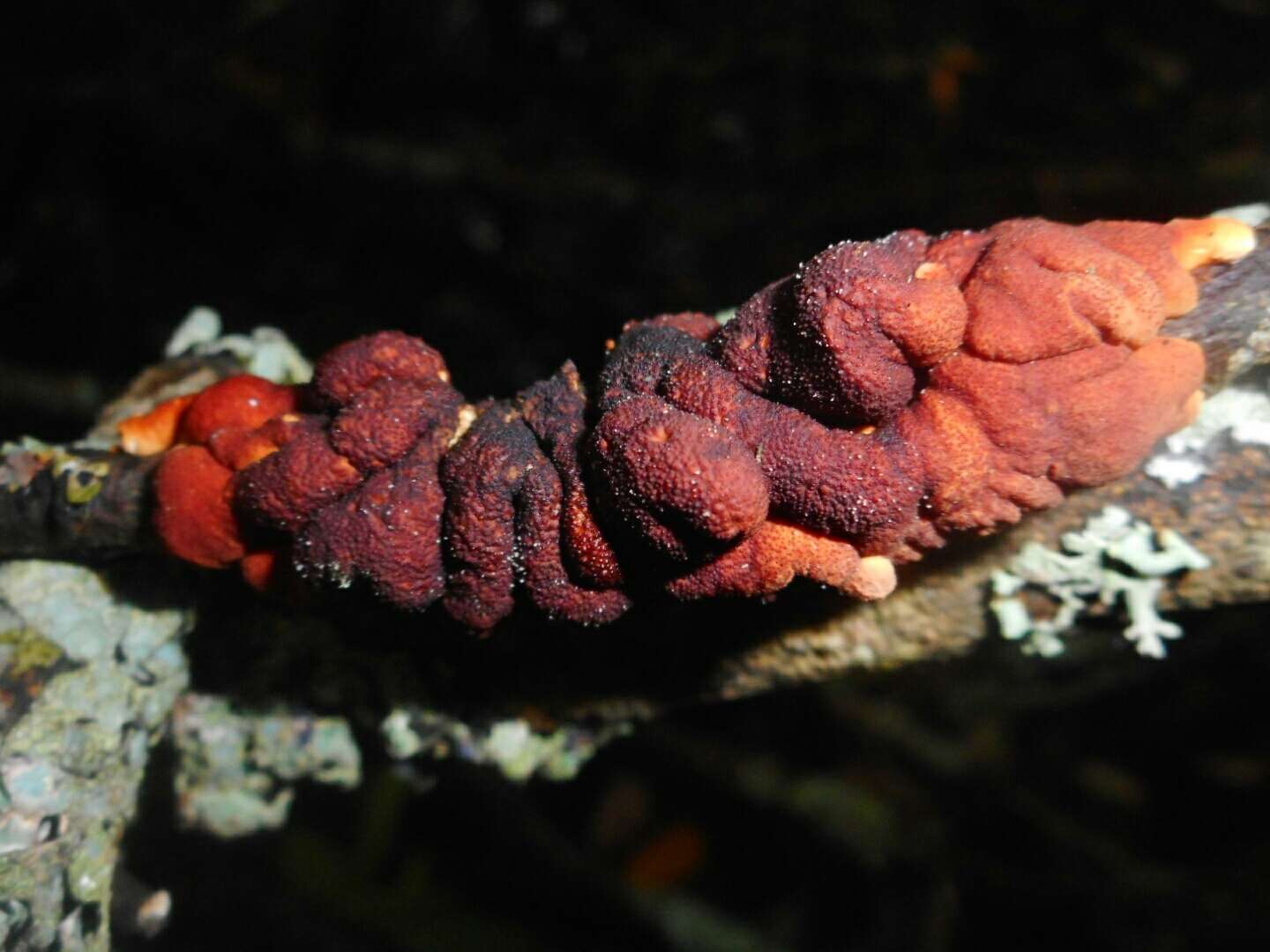 Imagem de Hypocreopsis lichenoides (Tode) Seaver 1910