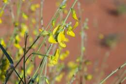 Imagem de Crotalaria eremaea F. Muell.