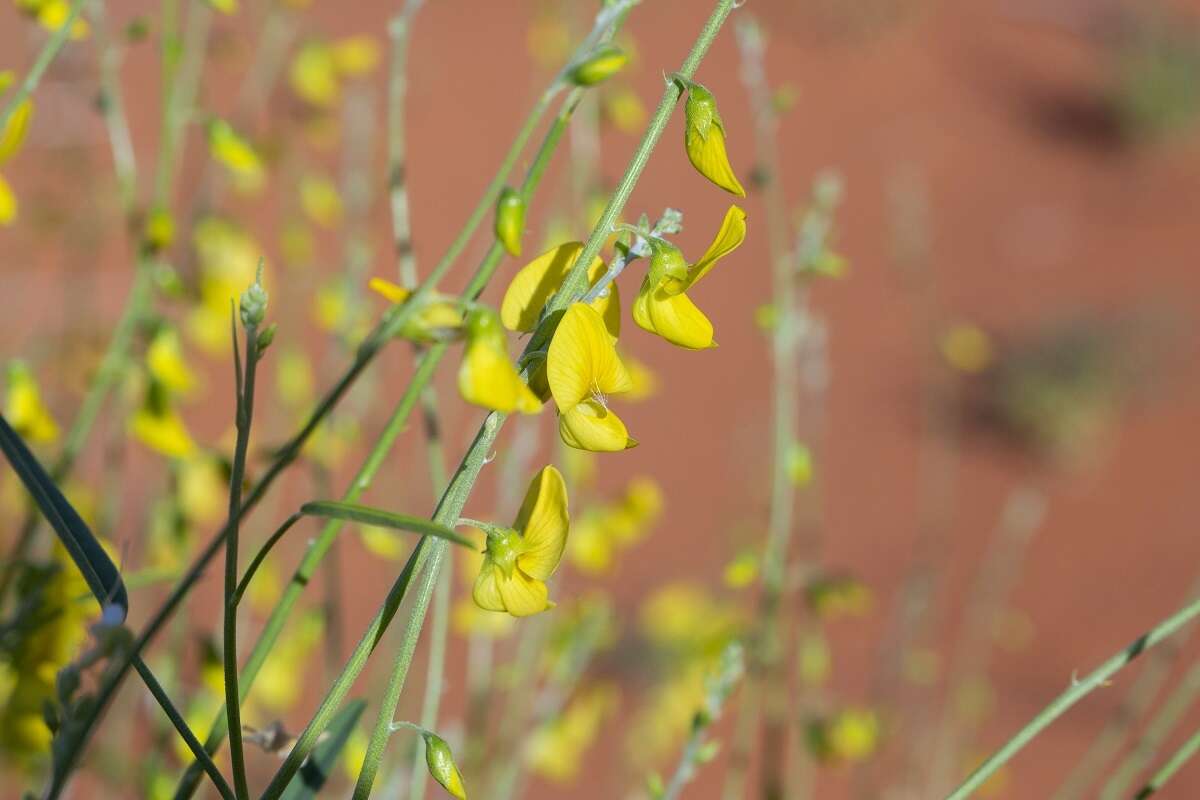 Imagem de Crotalaria eremaea F. Muell.