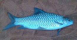 Image of Carnatic Carp