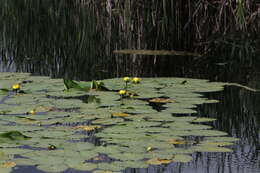 Image de Nuphar variegata Engelm. ex Dur.