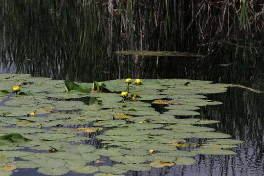 Image of Nuphar variegata Engelm. ex Dur.