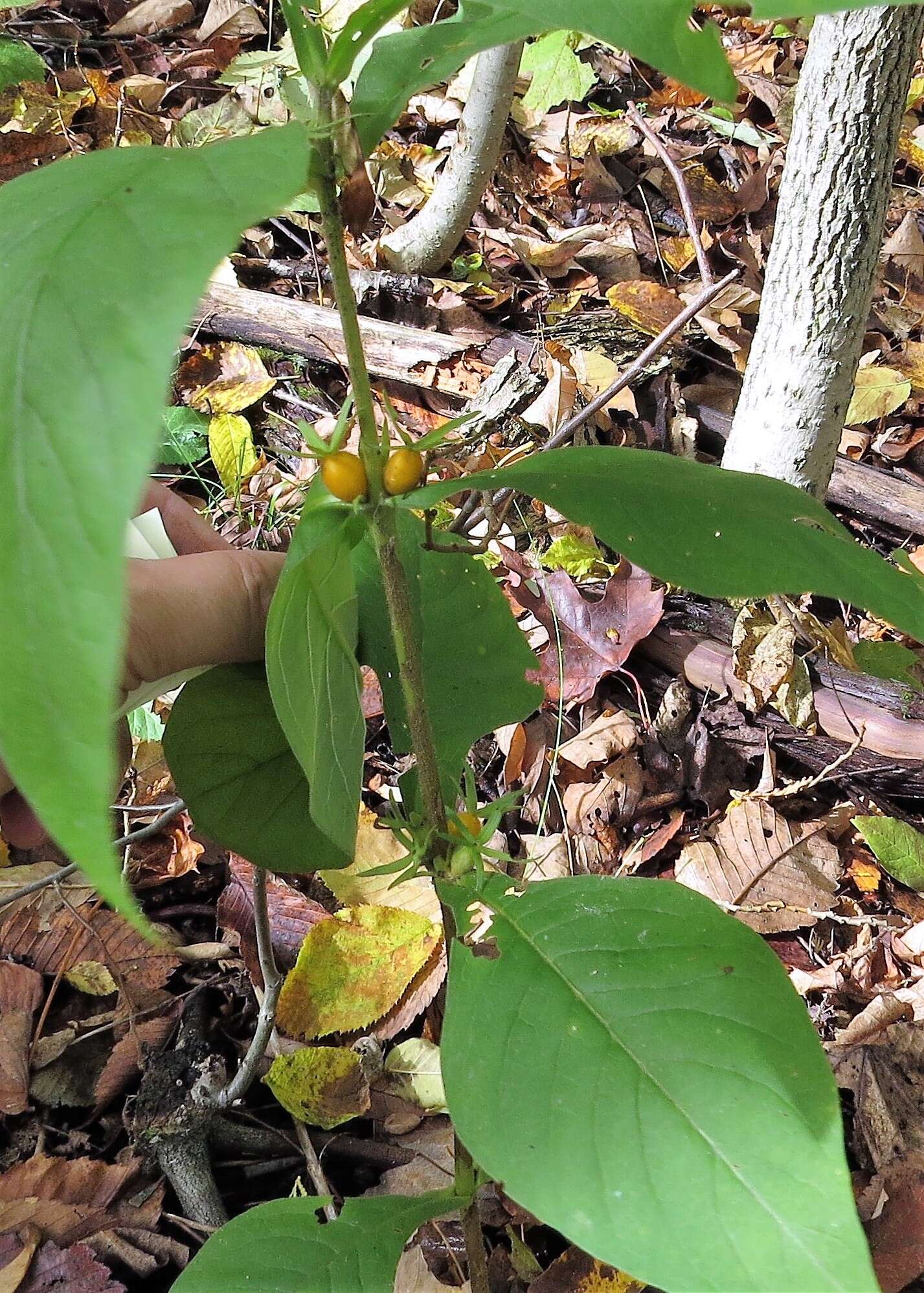 Triosteum aurantiacum E. P. Bickn. resmi