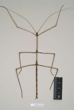 Image of Phasmatodea