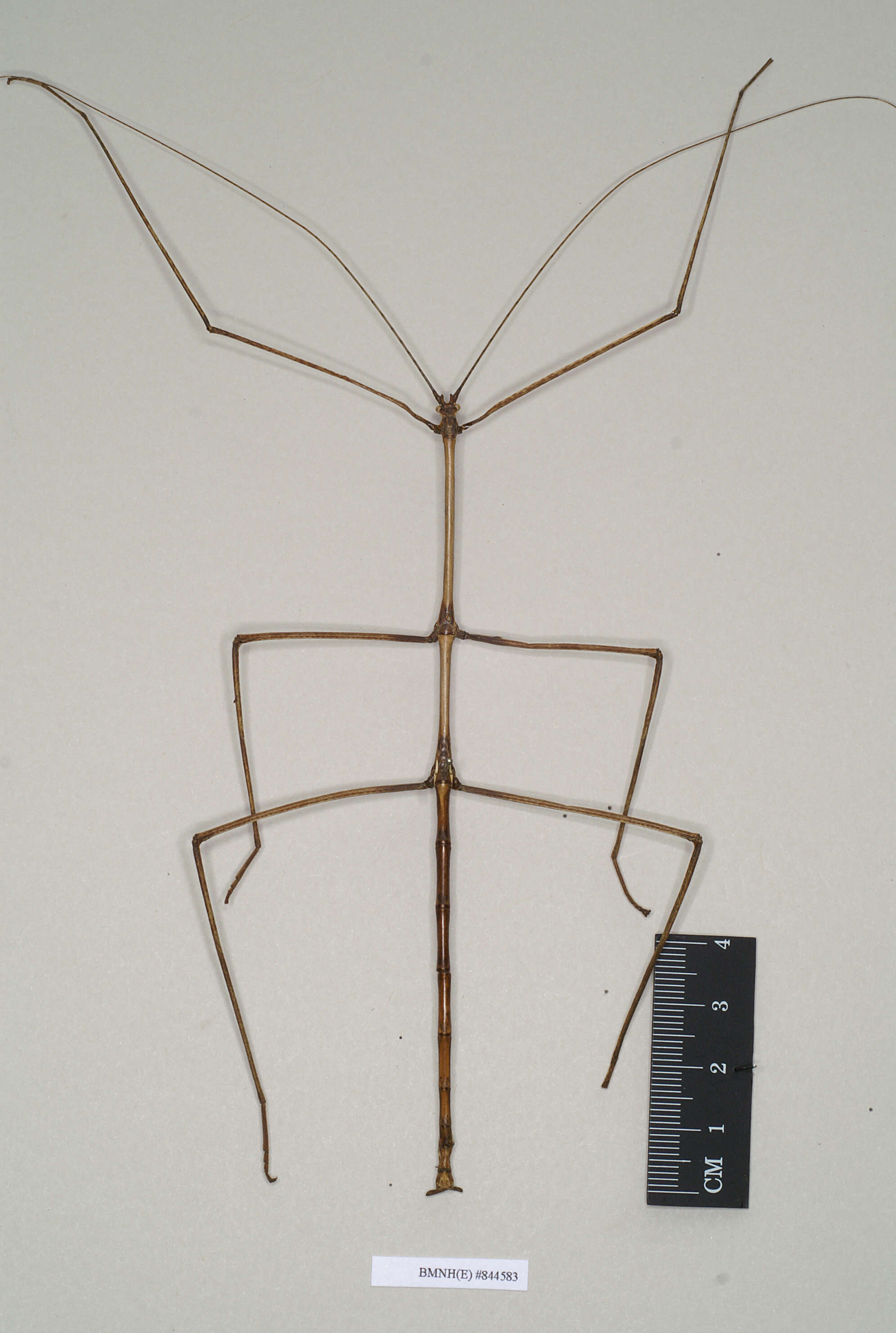 صورة Phasmatodea