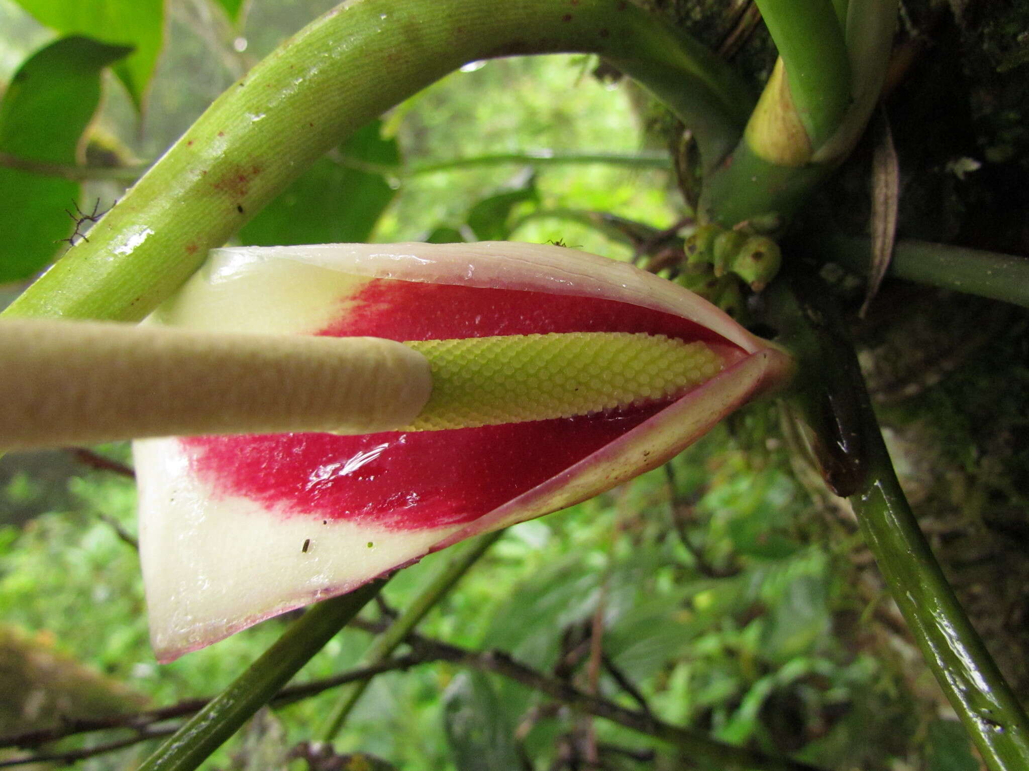 Philodendron meridionale Buturi & Sakur. resmi