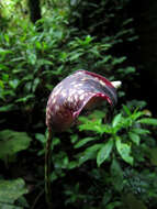 Image of Amorphophallus beccarii Engl.