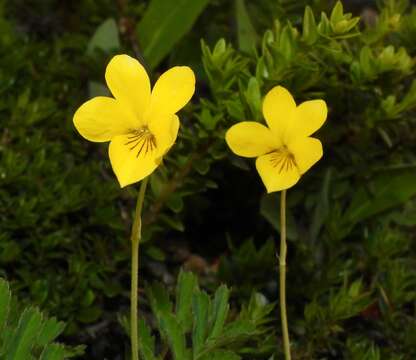 Image of Viola magellanica Forst. fil.