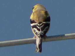 Image of American Goldfinch