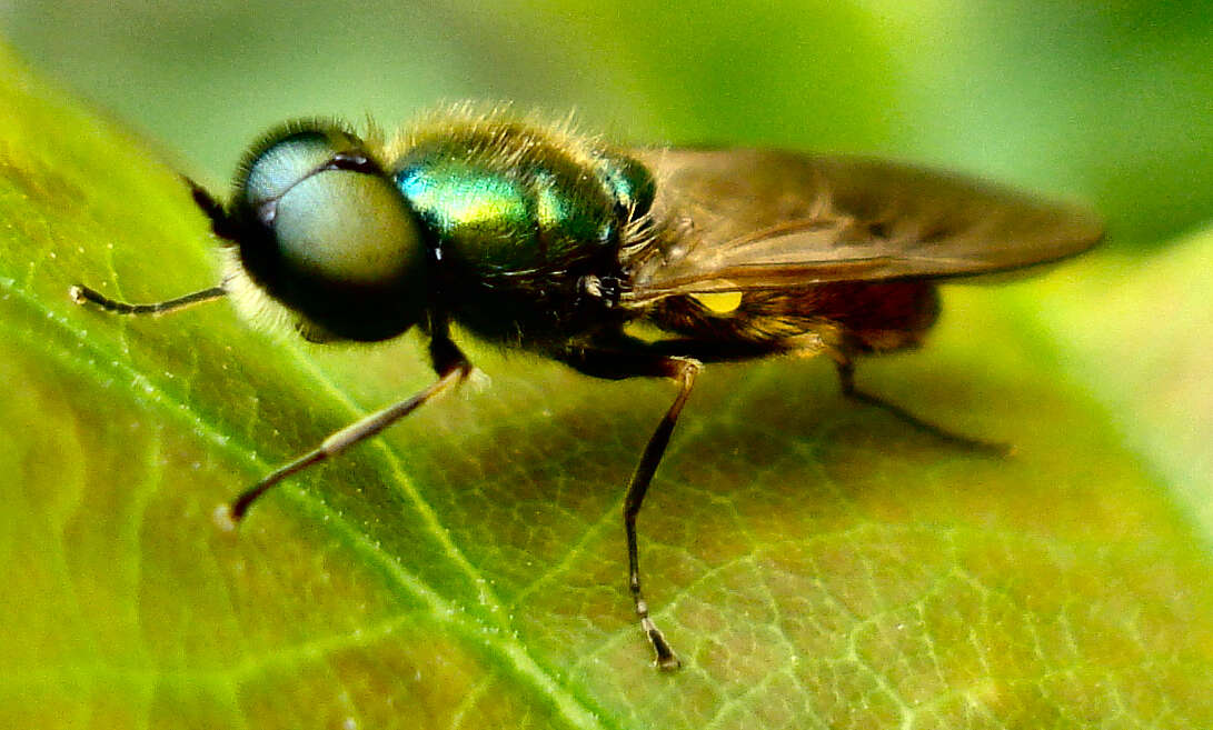 Sivun Chloromyia formosa (Scopoli 1763) kuva