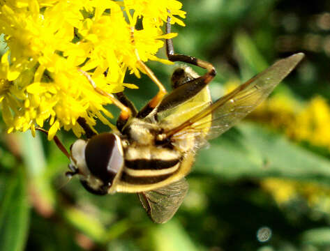 Image of Helophilus trivittatus (Fabricius 1805)