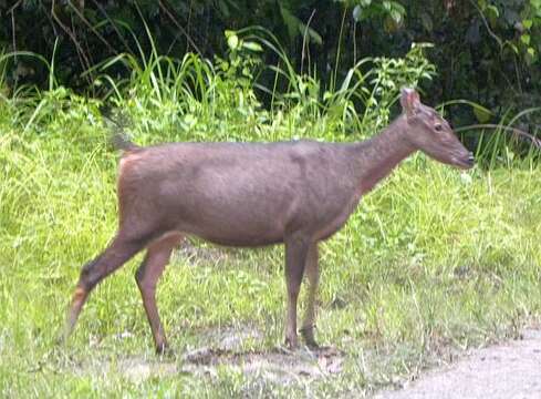 Image of Rusa unicolor brookei (Hose 1893)