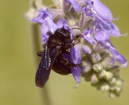 Image of Xylocopa iris (Christ 1791)