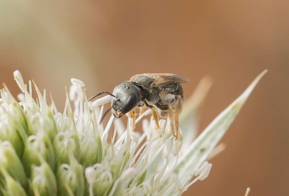 صورة Halictus gemmeus Dours 1872