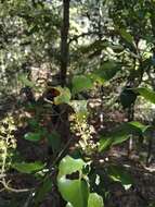 Imagem de Croton insularis Baill.