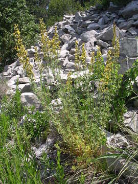 Imagem de Hypericum hyssopifolium Chaix