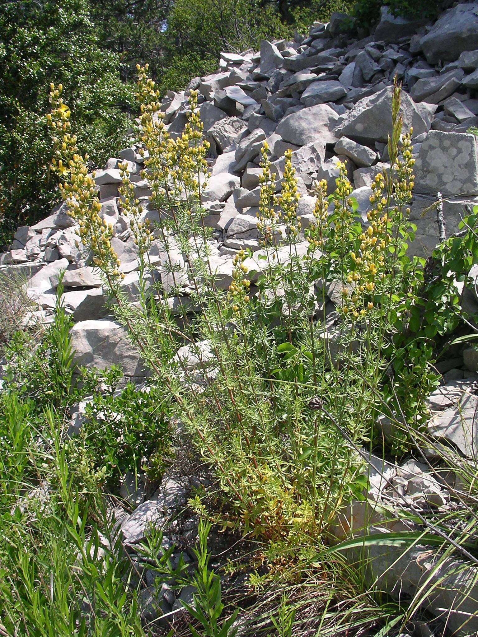 Image of Hypericum hyssopifolium Chaix