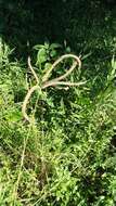 Image of Fringed Windmill Grass