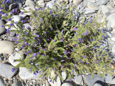 Imagem de Echium vulgare L.