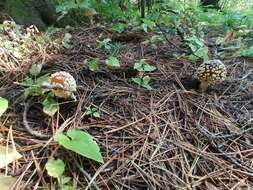 Image of Royal Fly Agaric