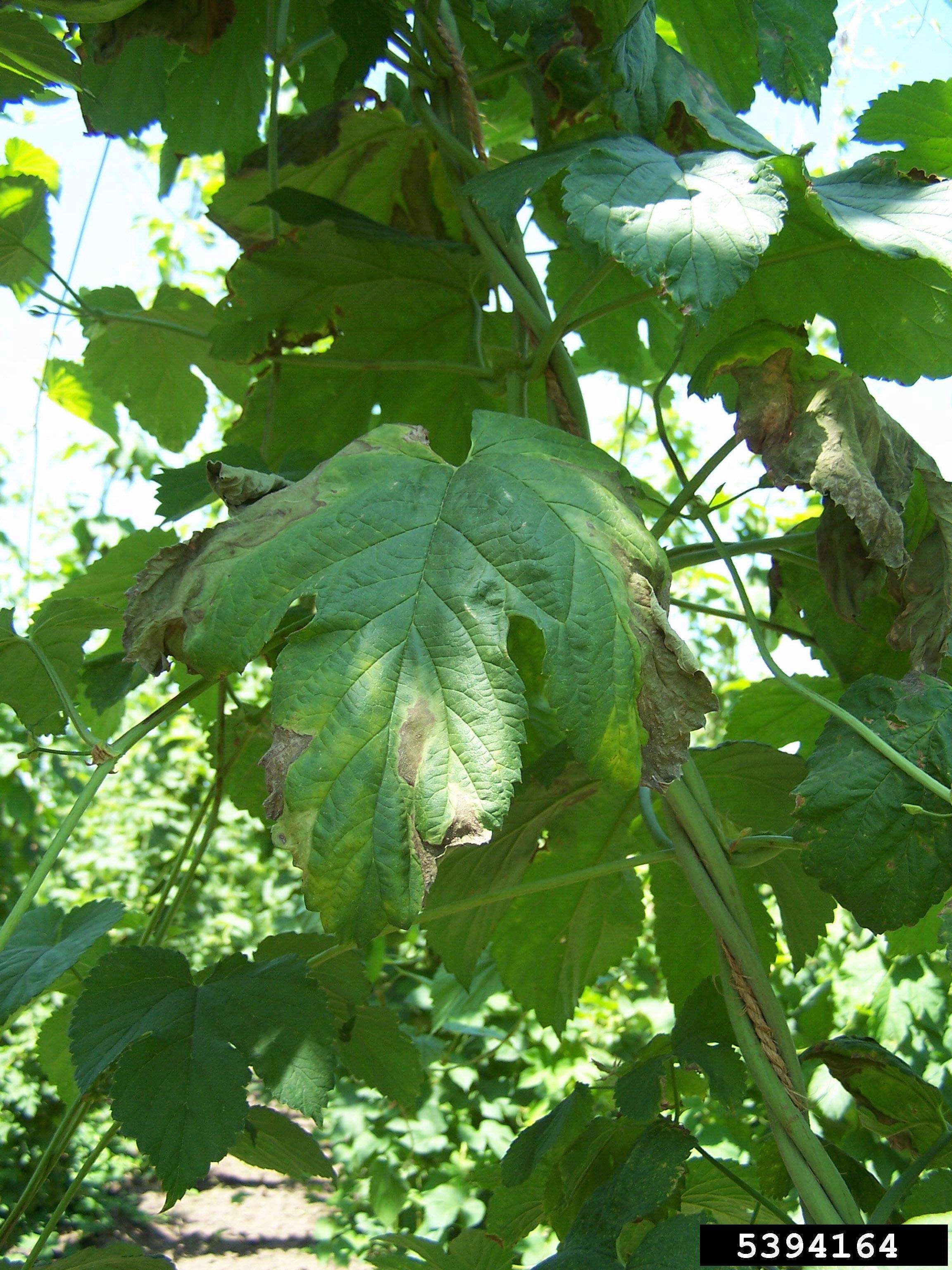 Image of Plectosphaerellaceae