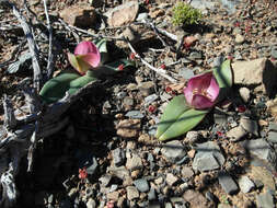 Image of Androcymbium burchellii subsp. pulchrum (Schltr. & K. Krause) Pedrola, Membrives, J. M. Monts. & Caujapé