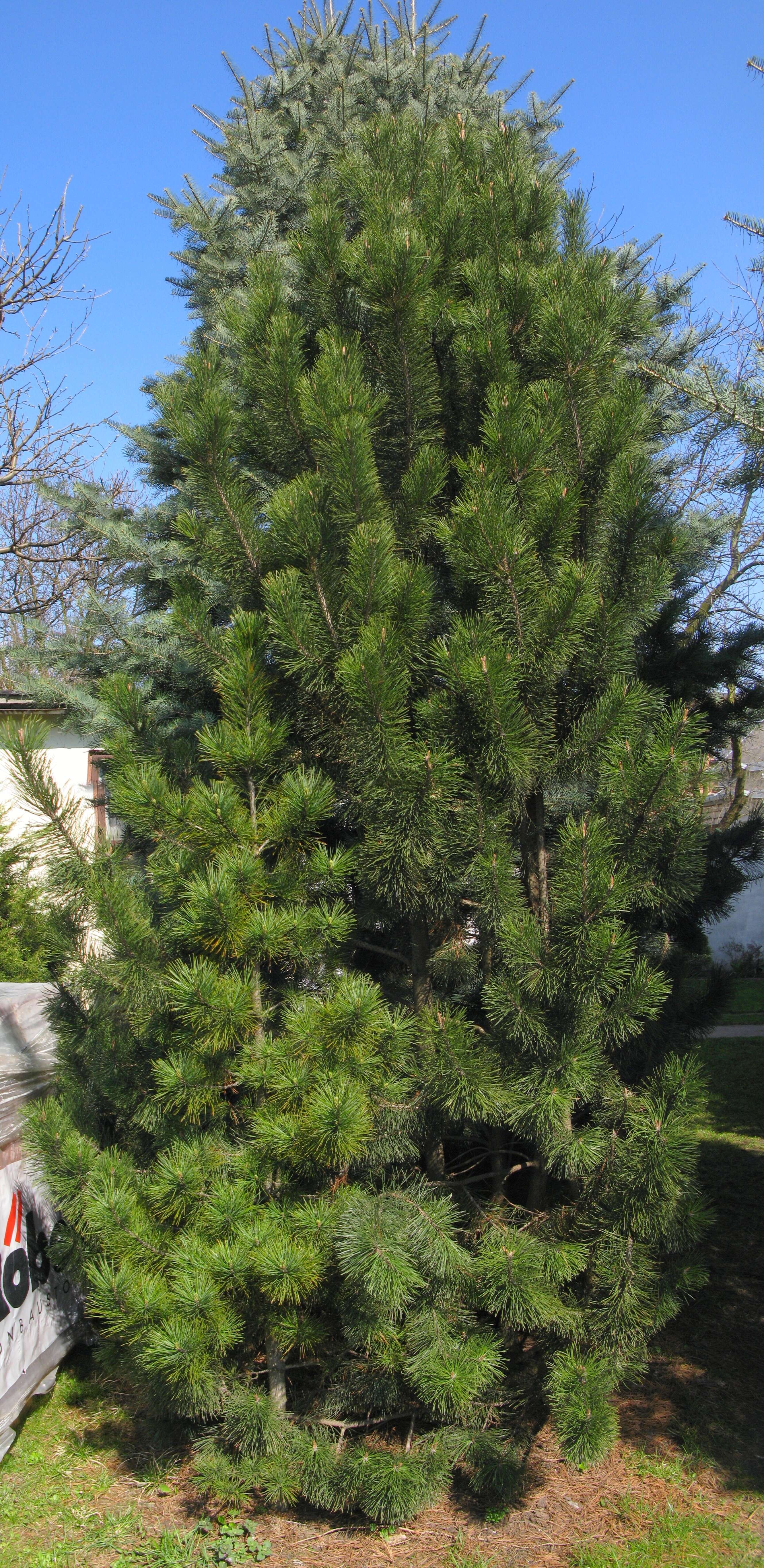 Image of Mountain Pine