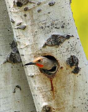 Image of Northern Flicker