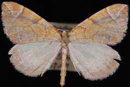 Image of Chevron Moth