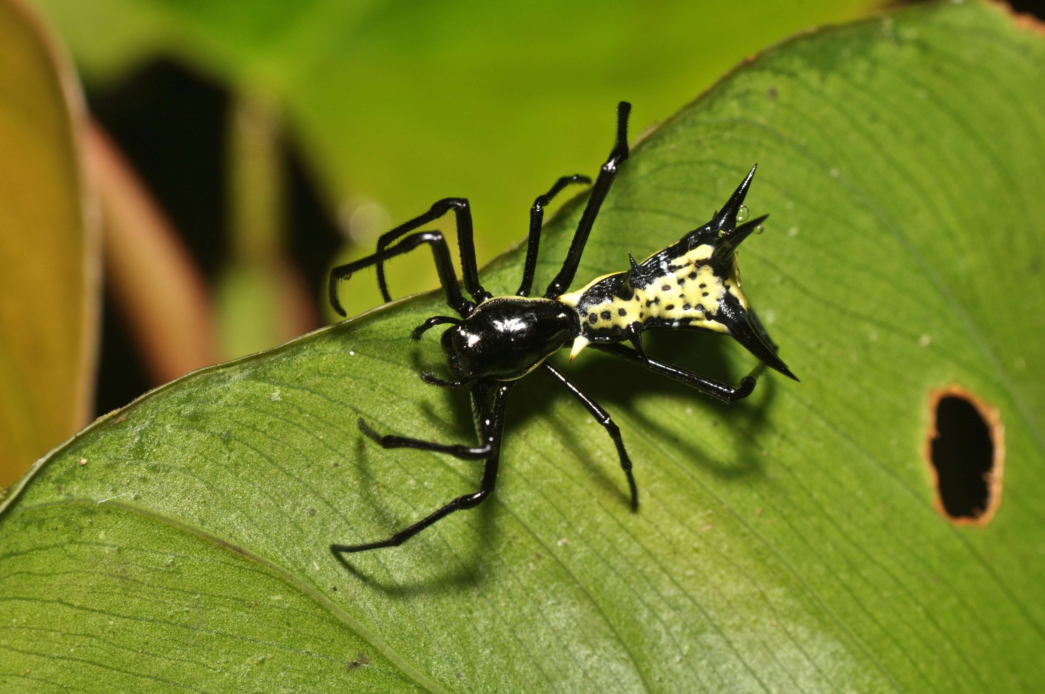 Image of Micrathena