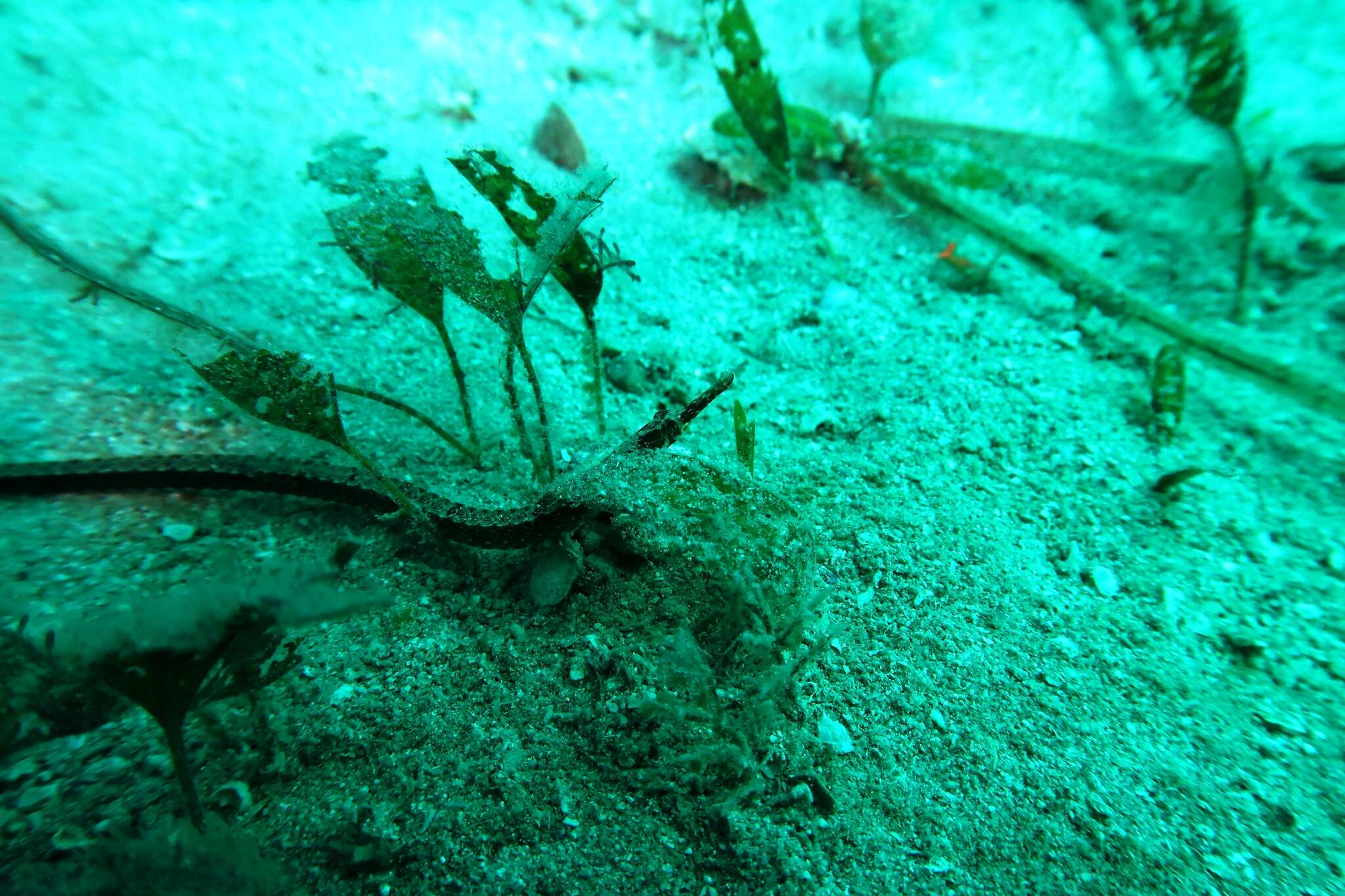 Image of Mother-of-pearl pipefish