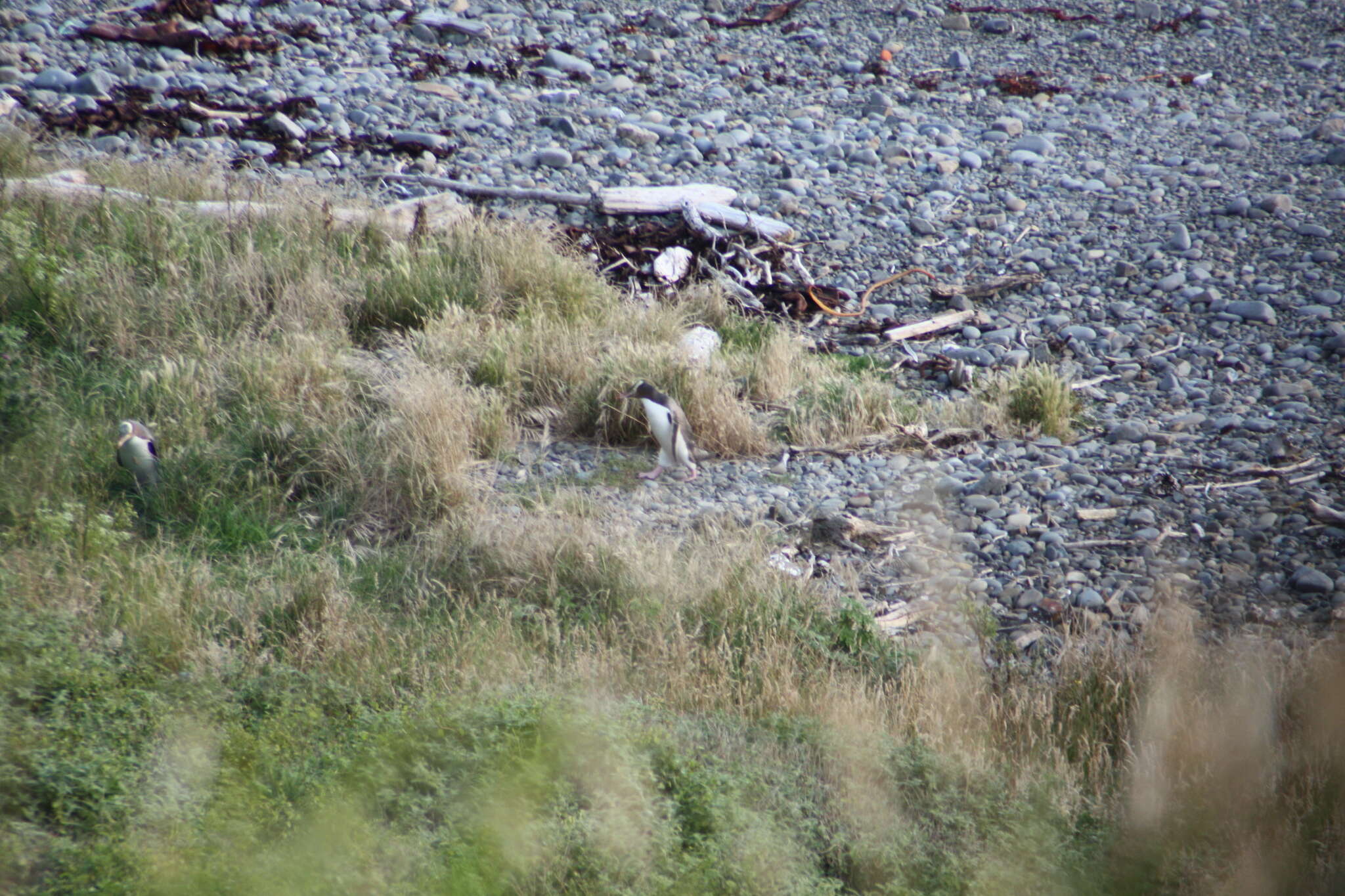 Image of Yellow-eyed Penguins