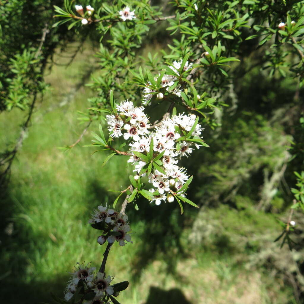 Sivun Kunzea ericoides (A. Rich.) J. Thompson kuva