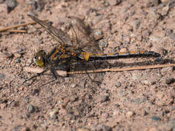 Imagem de Leucorrhinia borealis Hagen 1890