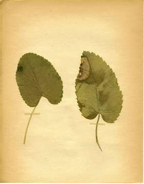 Imagem de Laserpitium latifolium L.