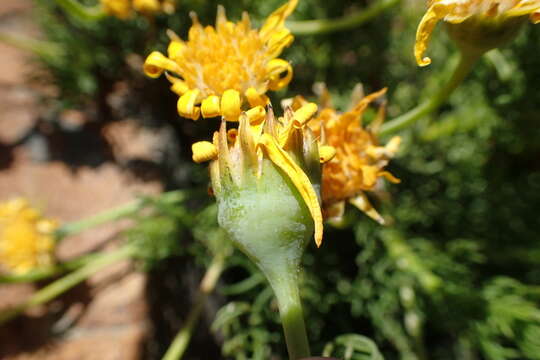 Image of Euryops rupestris Schltr.