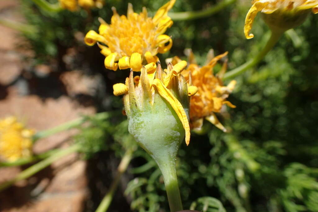 Euryops rupestris Schltr. resmi