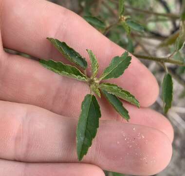 صورة Croton glandulosus var. septentrionalis Müll. Arg.