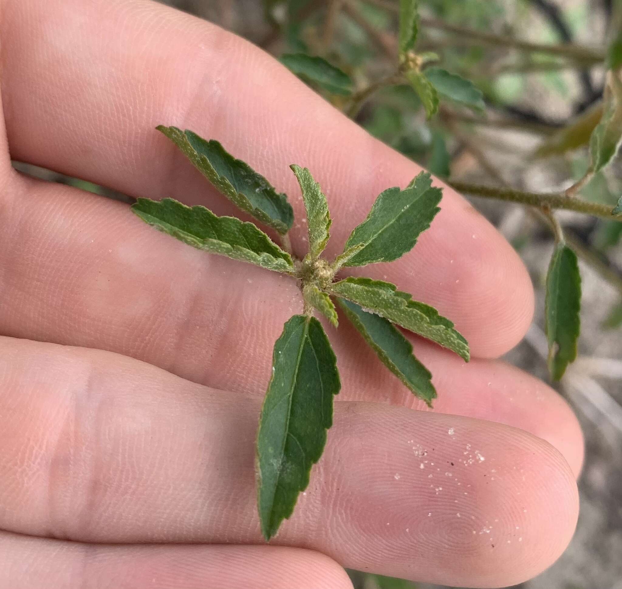 Plancia ëd Croton glandulosus var. septentrionalis Müll. Arg.