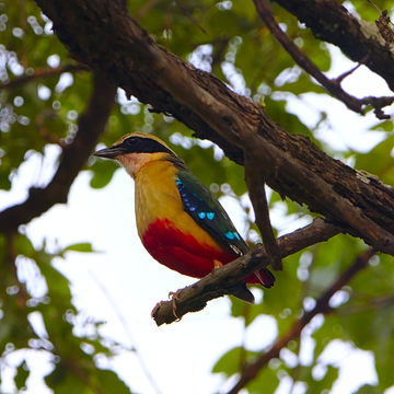 Image of African Pitta