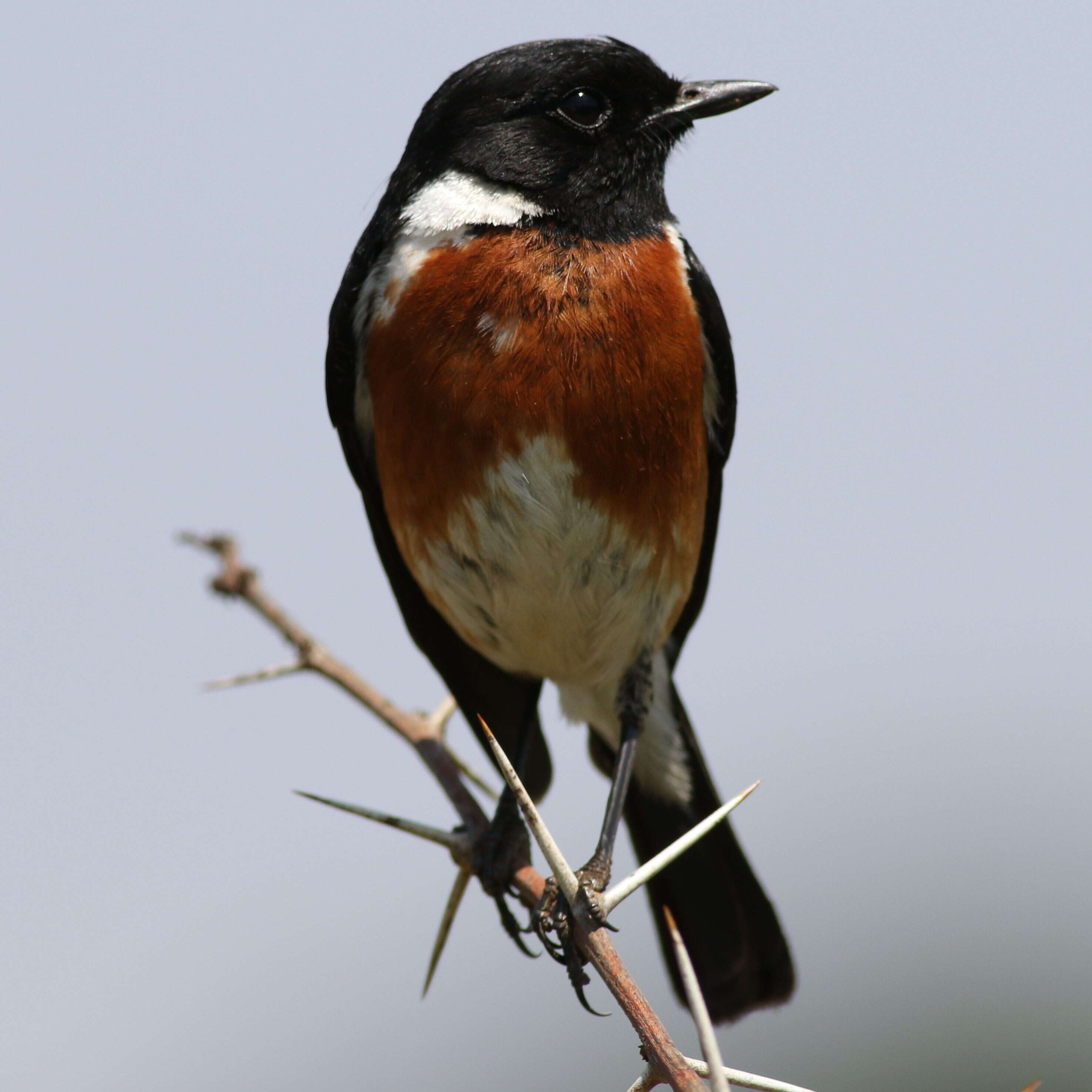 Image of African Stonechat