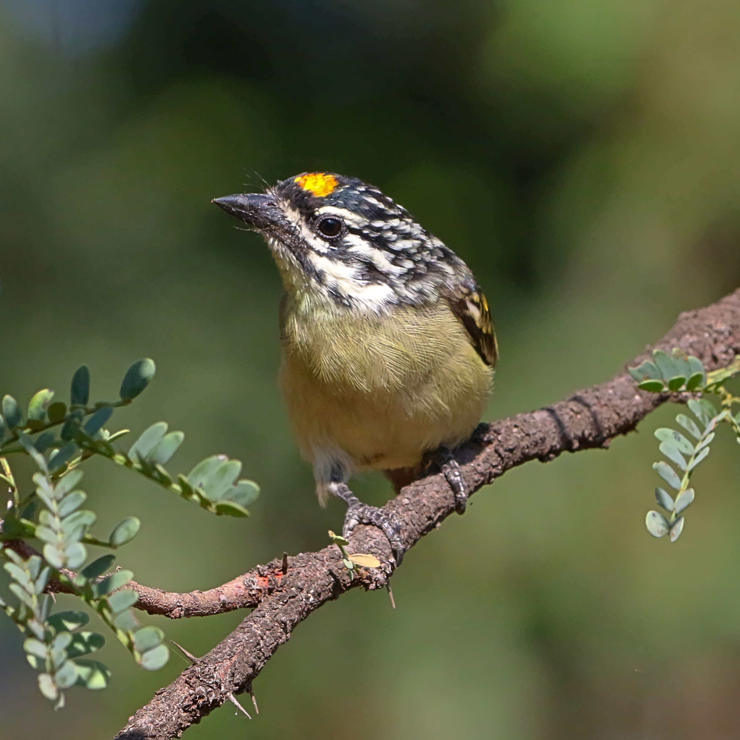 Image of Yellow-fronted Tinkerbird