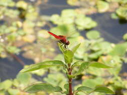 <i>Urothemis signata yiei</i> Asahina 1972 resmi