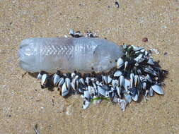 Image of Goose barnacle