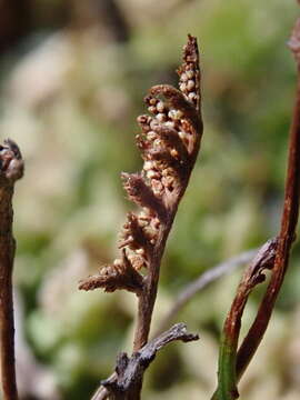 Image of Schizaea australis Gaud.